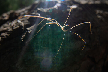 A spider with long legs is crawling along the bark of a tree. Clear sunny day. The bright rays of the sun illuminate the spider.