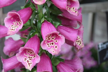Blüte vom Fingerhut, pink, foxglove flower