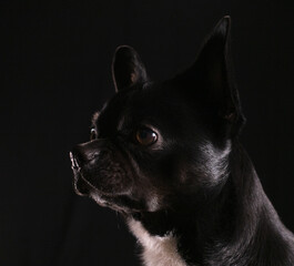 Chihuahua dog lowkey portrait black background