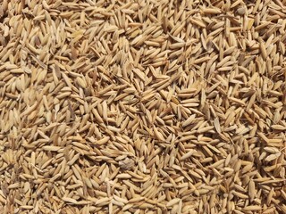 rice grains isolated , closeup shot