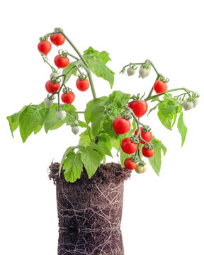 Delicious fresh cherry tomatoes isolated on white background.