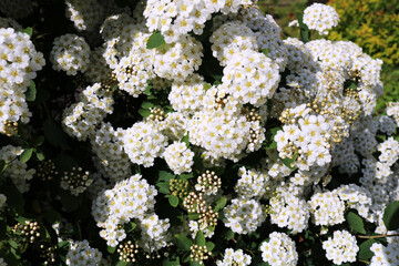 Beautiful close up photo of pyracantha blossoming flowers