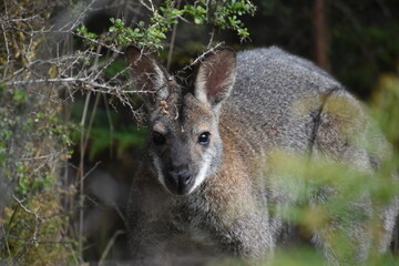 kangaroo in Australia