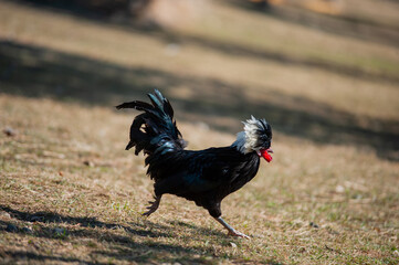 black hen runs through the clearing