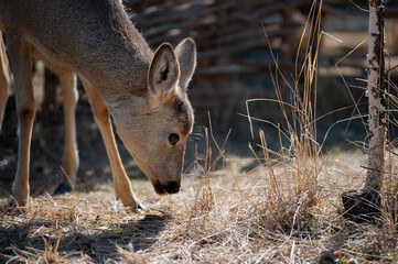 roe deer nibble the grass on a sunny day