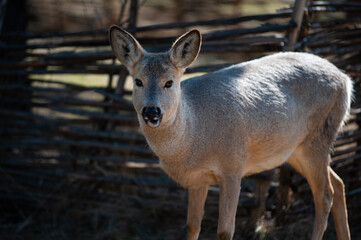 the roe deer stands near the corral