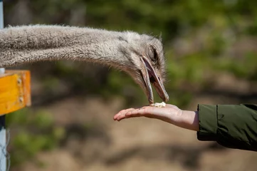 Zelfklevend Fotobehang ostrich takes food from a woman's hand, feeding an ostrich at the zoo, ostrich eats cabbage © Надежда Долгова