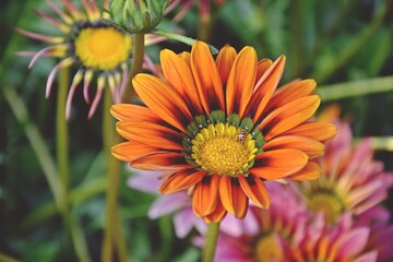 colourful nature