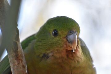 green, red parrot in Australia