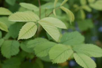 the leaves of the flowering rosehip. green bright nature