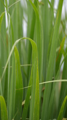 Fototapeta premium Lemongrass or cymbopogon leaves background.