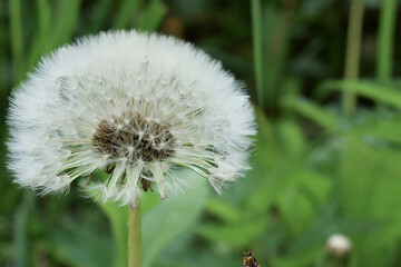 white fluffy dandelion on the background of green grass of nature
