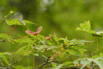 イロハモミジの実。翼果と呼ばれる羽根を付けた果実。