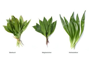 Baerlauch-Doppelgaenger