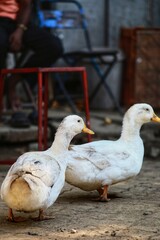 two ducks