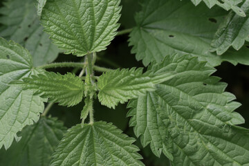 Bush of stinging-nettles. Nettle leaves. Top view. Botanical pattern. Greenery common nettle