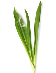 Obraz premium Herbstzeitlose, Colchicum, autumnale