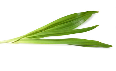 Herbstzeitlose, Colchicum, autumnale