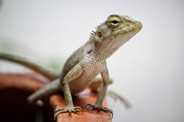 bearded dragon lizard