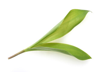 Maigloeckchen, Convallaria majalis