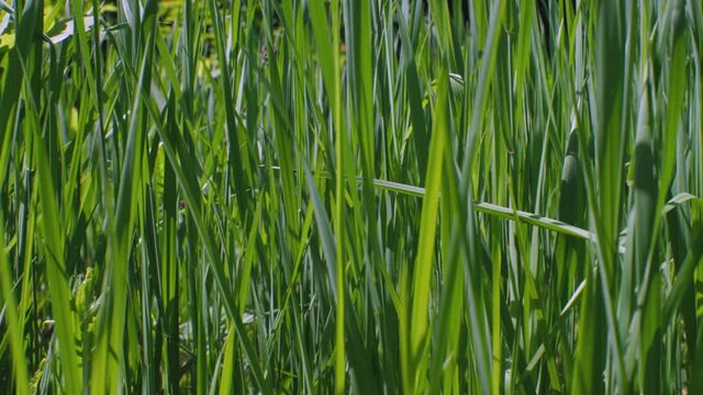 The camera moves parallel to the tall green grass. Selective Focus