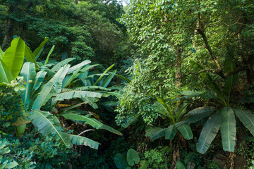 Aerial view of tropical forest in summer