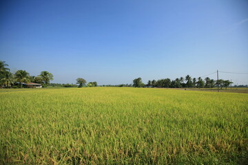 paddy field and sky