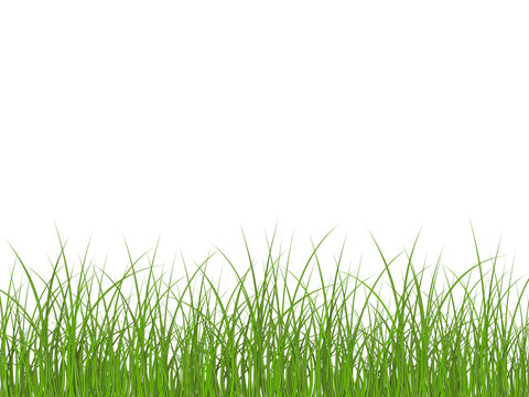 Super realistic, detailed fresh green vector grass. Vector bright green realistic seamless grass border isolated on white background