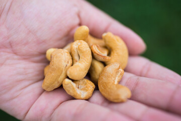 Close up shot of a hand holding Brazil nuts