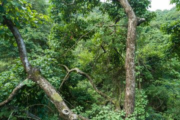 Aerial view of tropical forest in summer