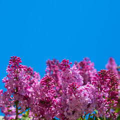 Beautiful branch of lilac against the blue sky, natural spring background