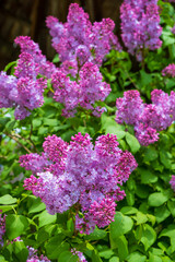 beautiful lilac flowers branch