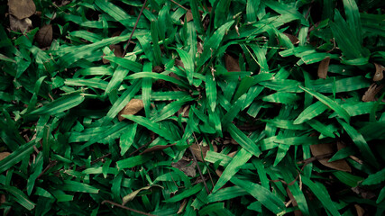 green leaves background