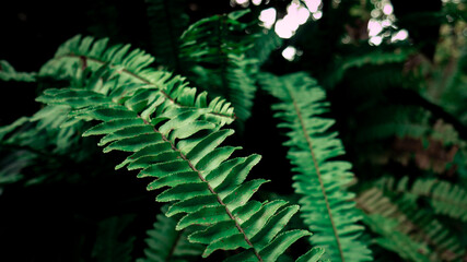 fern in the forest