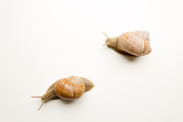 snail on white background