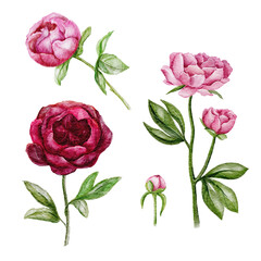 Set of watercolor hand drawn peonies