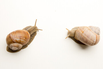 snail on a white