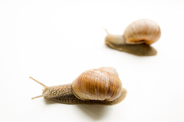 snail isolated on white background