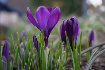 purple crocus flowers