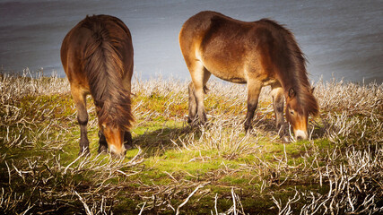 horse grazing in a meadow