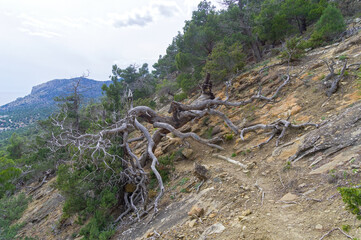 A dried relict pine tree fell on a path in the mountains.