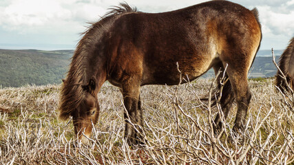 horse and foal