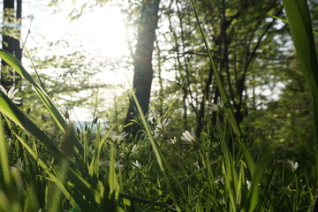 grass in the forest