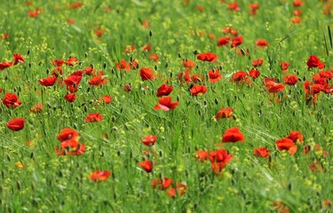Feld mit Mohnblumen in Ungarn