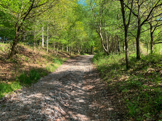 Forest track lit up in the afternoon sun