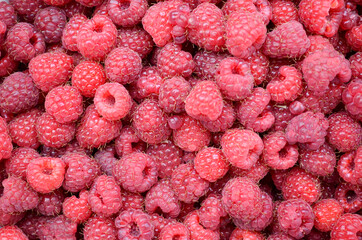 Freshly picked ripe red raspberries. Lots of ripe raspberries berries texture background.