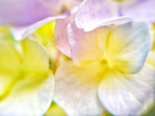 紫陽花のクローズアップ