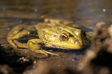 Green frog sitting in a pond. Green frog in the water. Green frog on the water surface. Close-up.
