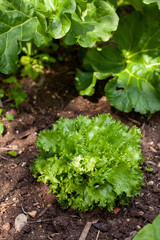 Au potager - Cultures associées de légumes en pleine terre : salade, choux, bette ou poirée, rhubarbes,