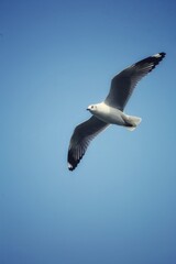 Naklejka premium seagull in flight